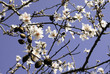 Flor del almendro, Mallorca, Baleares Flor del almendro, Mallorca, Baleares