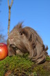 Cochon d'Inde poils longs Shelty Ardoise en portrait Cochon d'Inde poils longs Shelty Ardoise en portrait