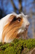 Cochon d'Inde Shelty poils longs Tricolore en portrait Cochon d'Inde Shelty poils longs Tricolore en portrait