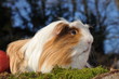 Cochon d'Inde Shelty poils longs tricolore Cochon d'Inde Shelty poils longs tricolore