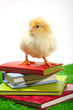 Foto: DAS KLUGE HUHN DAS KLUGE HUHN
