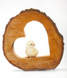 HERZ AUS HOLZ