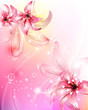 beautiful flowers.Lilies. beautiful flowers.Lilies.