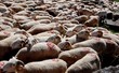 Transhumance Transhumance