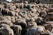 Transhumance Transhumance