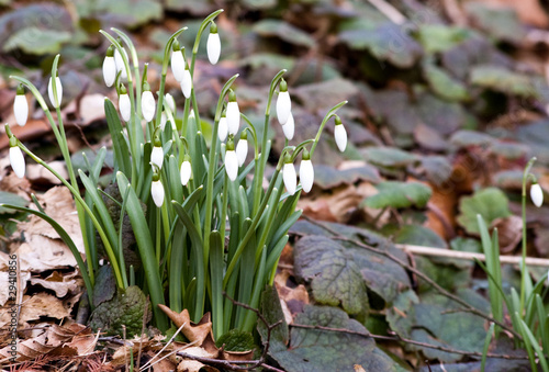 Photo: Erwachen nach dem Winterschlaf. Frühling Erwachen nach dem Winterschlaf. Frühling