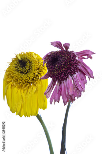 Photo: verblühte gelbe und rosarote Gerberas verblühte gelbe und rosarote Gerberas