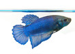 Siamese fighting fish