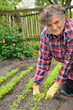 Photo: Senior woman gardening - weeding carrot Senior woman gardening - weeding carrot