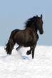 Photos : black friesian horse on the meadow