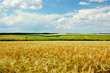 Foto: Wheat field Wheat field