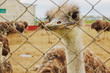 Ostrich farm