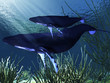 WHALE MOTHER