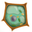 cellule