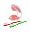 Open Jaws and tooth brush