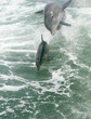 Dolphins playing