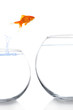 goldfish moving to a better and bigger house goldfish moving to a better and bigger house