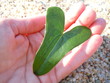 heart shape leaf