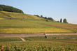 aloxe corton
