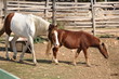 The horses walking on a farm