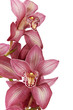 Egzotyczne orchidee w klimacie spa

