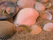 seashells frame on sand background with focus on star seashells frame on sand background with focus on star