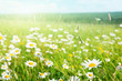 field of daisy flowers
