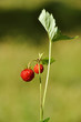 Fraises des bois