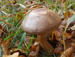 Birkenpilz, Leccinum scabrum