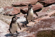Pinguine