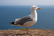 Möwe am Atlantik