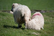 Schaf mit Lamm