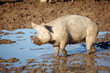 Foto: Schwein suhlt im Schlamm Schwein suhlt im Schlamm