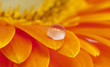 Gerbera