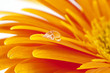 Gerbera