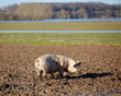 Foto: Schwein suhlt im Schlamm Schwein suhlt im Schlamm