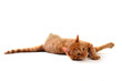 chat roux allongé
