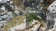 Green Iguana