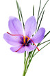 saffron flower
