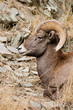 Bighorn Ram portrait