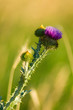 Wild Thistle in sunlight