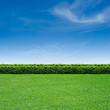 Grass and blue sky