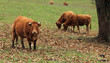 Cattles