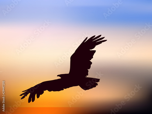 Vector: illustration of eagle in sunset illustration of eagle in sunset