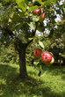 pommes