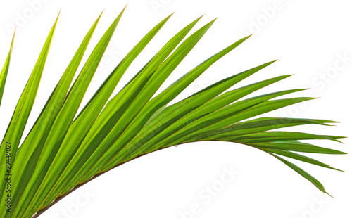 Photo : feuille de palmier feuille de palmier