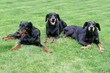 Three generations of Dobermann, mother, son and grandaughter