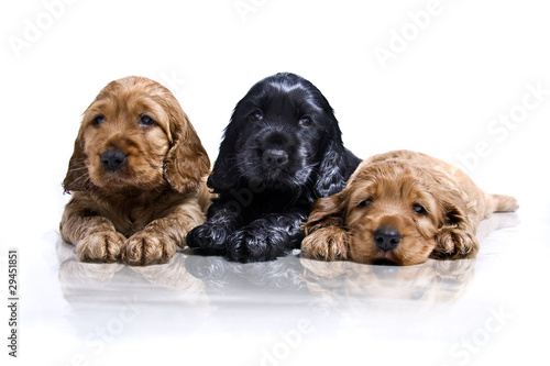 Photo: drei junge Hunde drei junge Hunde
