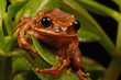 frog portrait