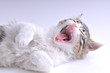 Yawning Cute Cat Yawning Cute Cat